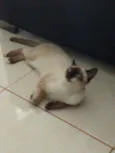 Tobias