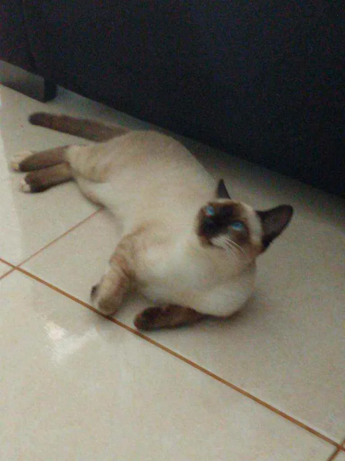 Gato raça Mestiço idade 7 a 11 meses nome Tobias