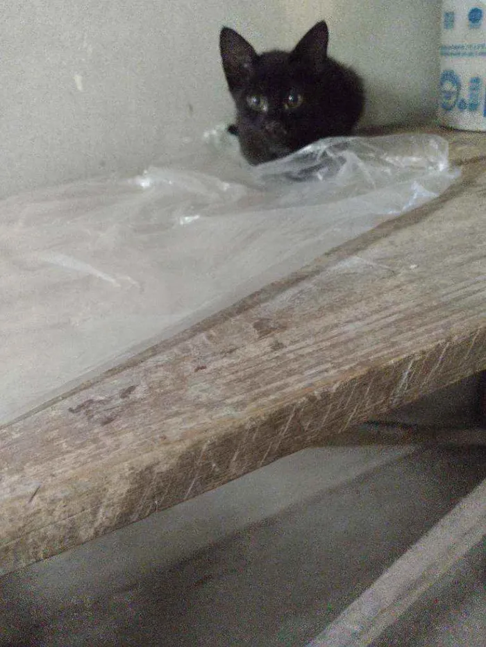Gato ra a Indefinida idade 2 a 6 meses nome 2machinhos pretos