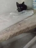 2machinhos pretos