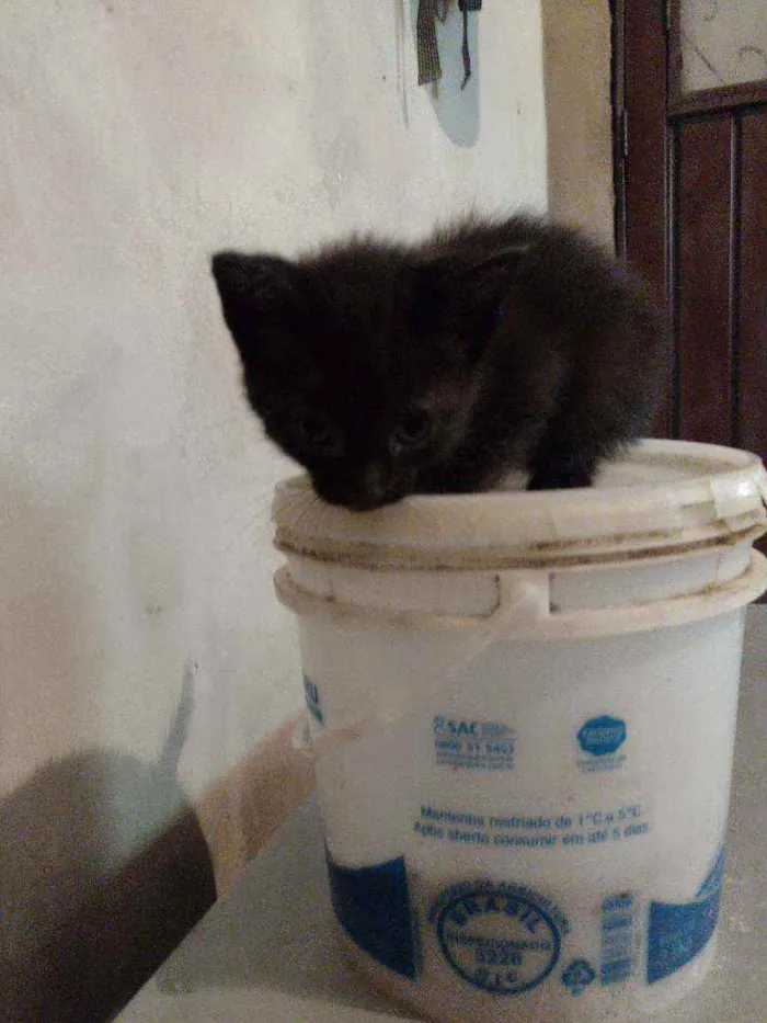 Gato ra a Indefinida idade 2 a 6 meses nome 2machinhos pretos