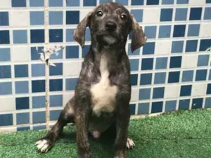 Cachorro raça SRD idade 2 a 6 meses nome SNOW