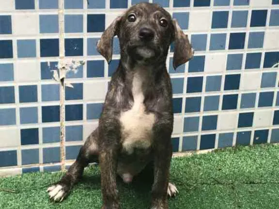 Cachorro ra a SRD idade 2 a 6 meses nome SNOW
