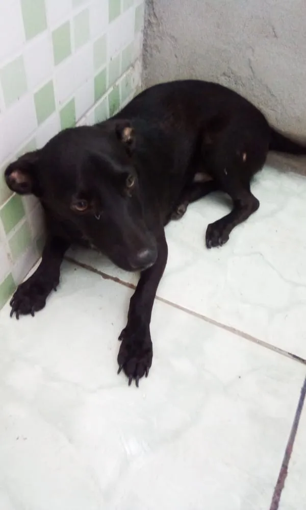 Cachorro ra a Não sei idade 2 a 6 meses nome Nicolas