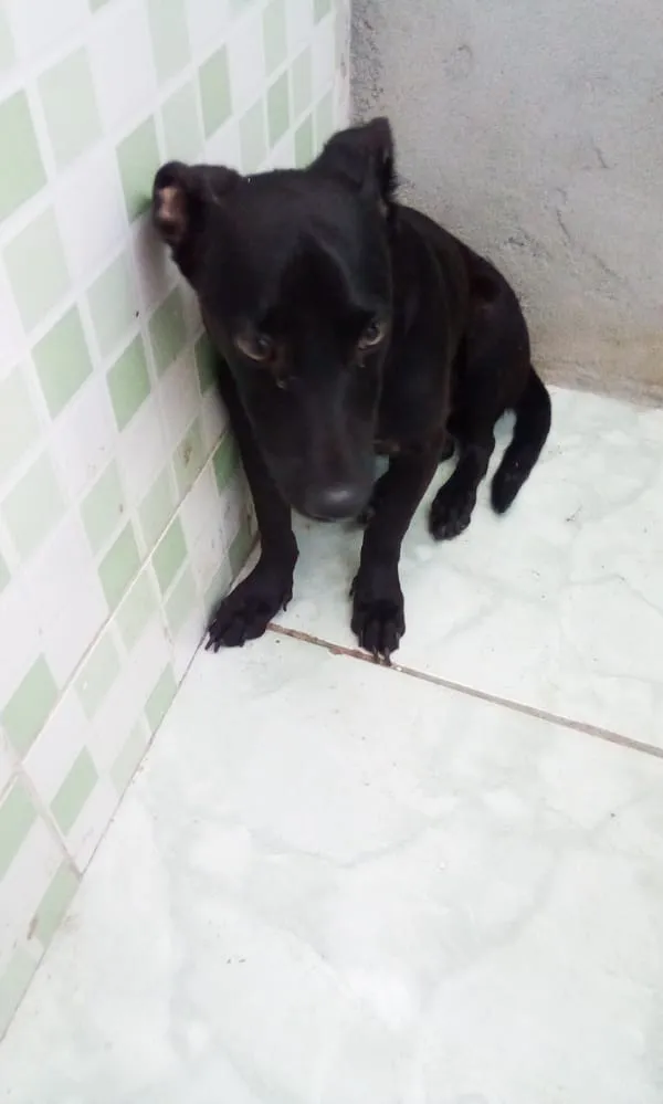 Cachorro ra a Não sei idade 2 a 6 meses nome Nicolas