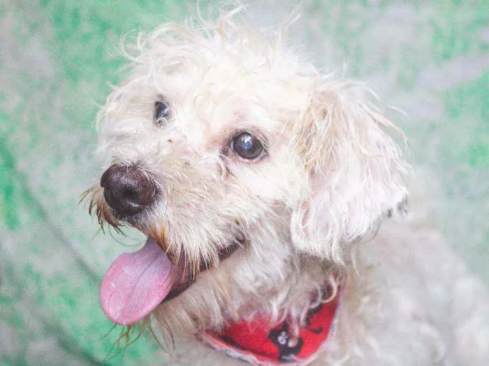 Cachorro ra a SRD idade 5 anos nome Francisco