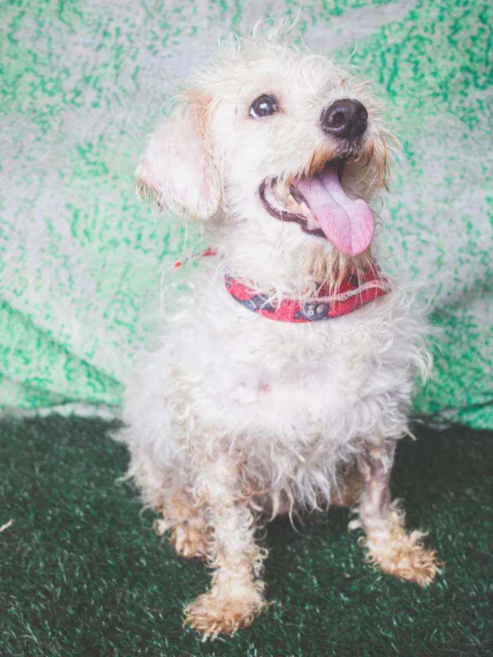 Cachorro ra a SRD idade 5 anos nome Francisco