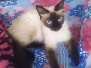 Gato raça Ciames idade 1 ano nome Margareth
