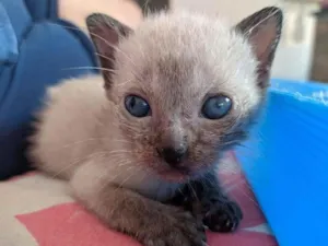 Gato raça SRD-ViraLata idade Abaixo de 2 meses nome Sem Nome