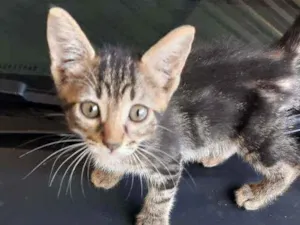 Gato raça ? idade 2 a 6 meses nome Freya, Frigg, Baldur