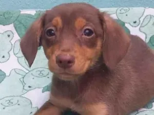 Cachorro raça Srd idade 2 a 6 meses nome CÃEZINHOS FILHOTES 