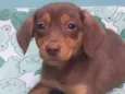 CÃEZINHOS FILHOTES