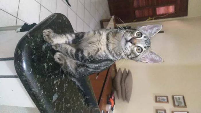 Gato ra a Srd idade 2 a 6 meses nome Bebezinhos