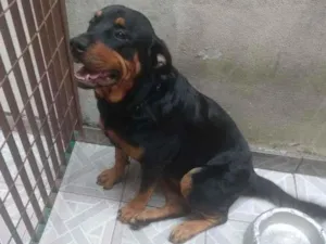 Cachorro raça Rottweiler idade 3 anos nome Pandora