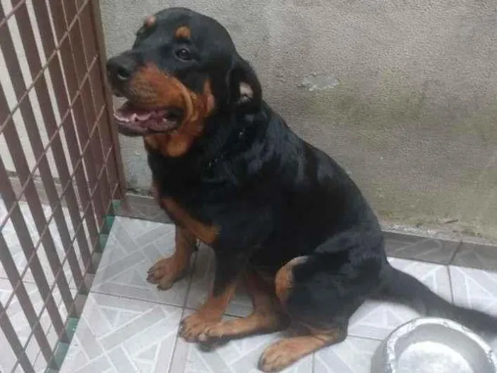 Cachorro ra a Rottweiler idade 3 anos nome Pandora