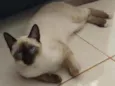 Tobias