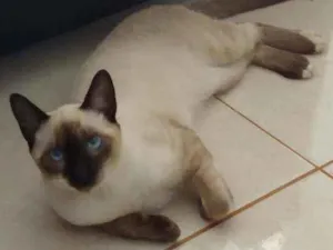 Gato raça Mestiço idade 7 a 11 meses nome Tobias