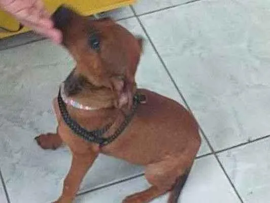 Cachorro ra a SRD idade 2 a 6 meses nome Safira