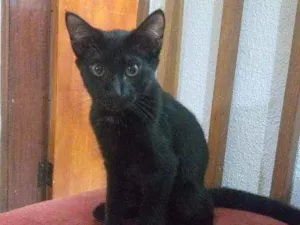 Gato raça Srd idade 2 a 6 meses nome Bebezinhos