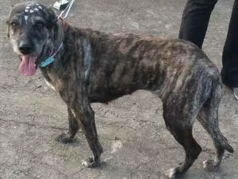 Cachorro raça Não definida idade 2 anos nome Júlia