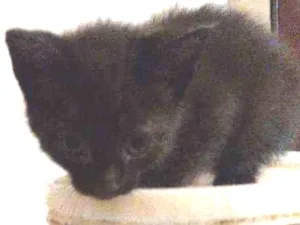 Gato raça Indefinida idade 2 a 6 meses nome 2machinhos pretos