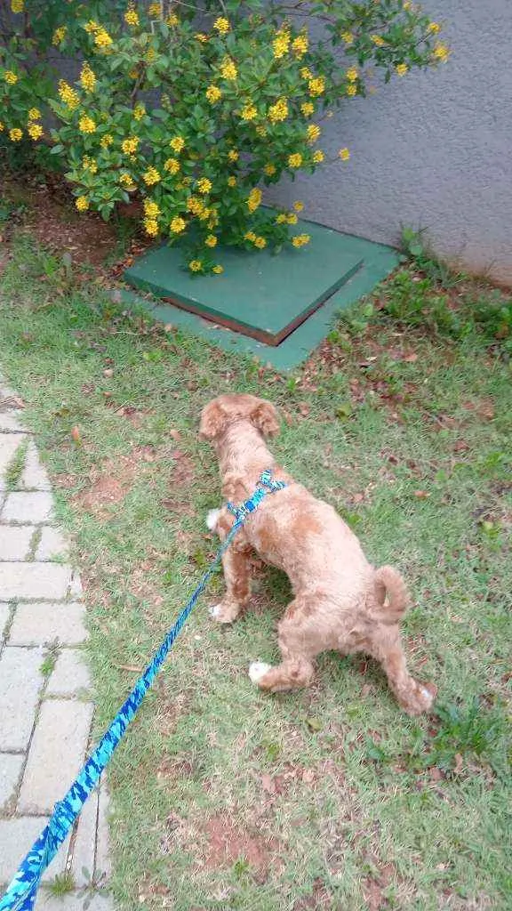 Cachorro ra a Iasa  idade 7 a 11 meses nome Bili