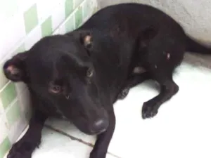 Cachorro raça Não sei idade 2 a 6 meses nome Nicolas