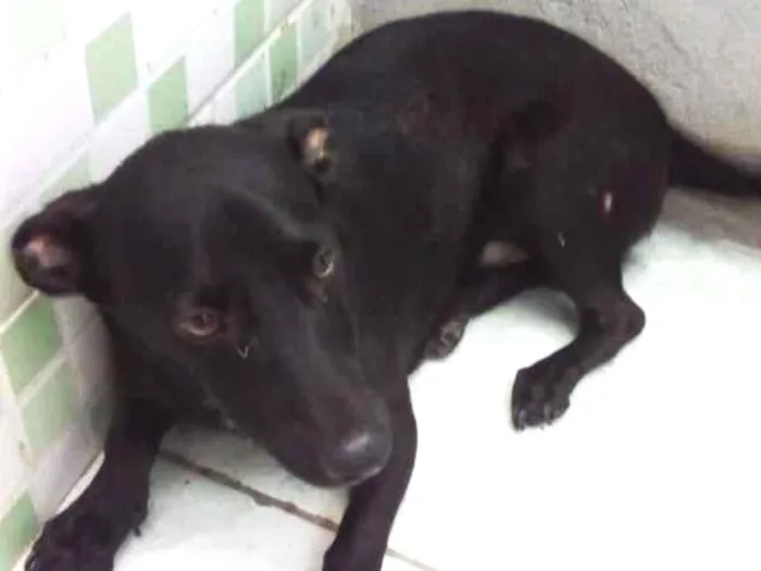 Cachorro ra a Não sei idade 2 a 6 meses nome Nicolas