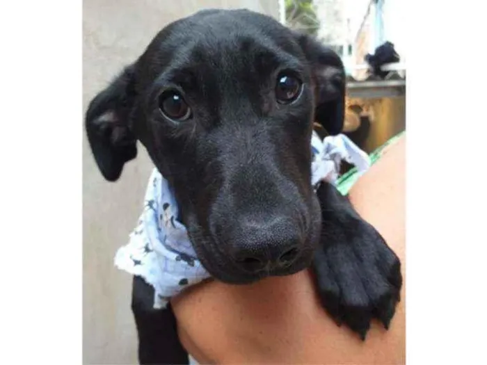 Cachorro ra a SRD idade 7 a 11 meses nome Dom