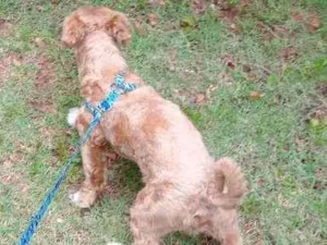 Cachorro raça Iasa  idade 7 a 11 meses nome Bili