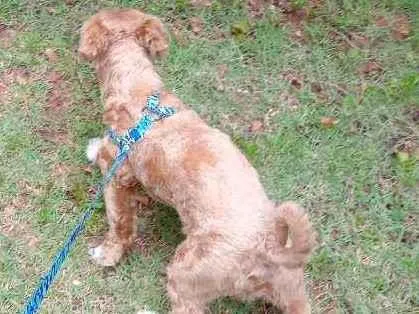 Cachorro ra a Iasa  idade 7 a 11 meses nome Bili