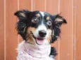 Dora