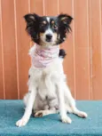 Dora