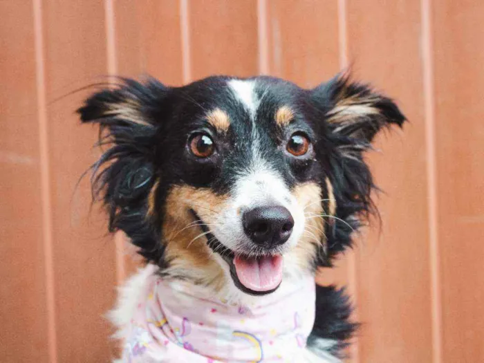 Cachorro ra a SRD idade 2 anos nome Dora