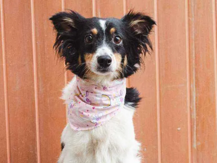 Cachorro ra a SRD idade 2 anos nome Dora