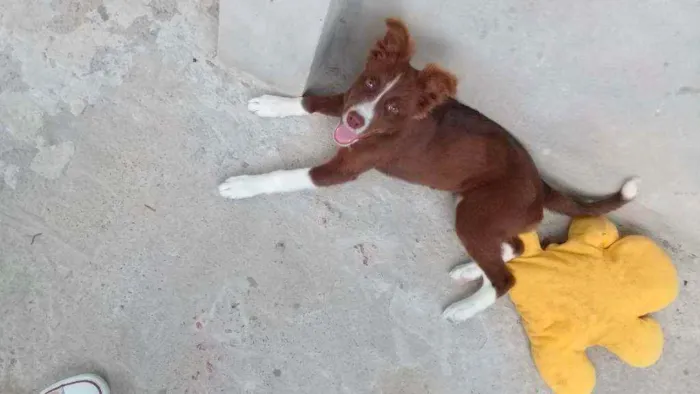 Cachorro ra a Vira lata com Border kolling  idade 7 a 11 meses nome Kiara