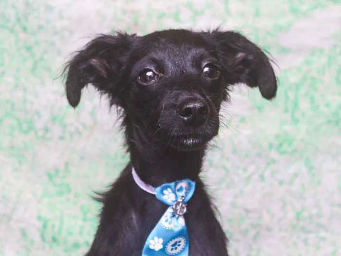 Cachorro ra a SRD idade 1 ano nome Bibito 