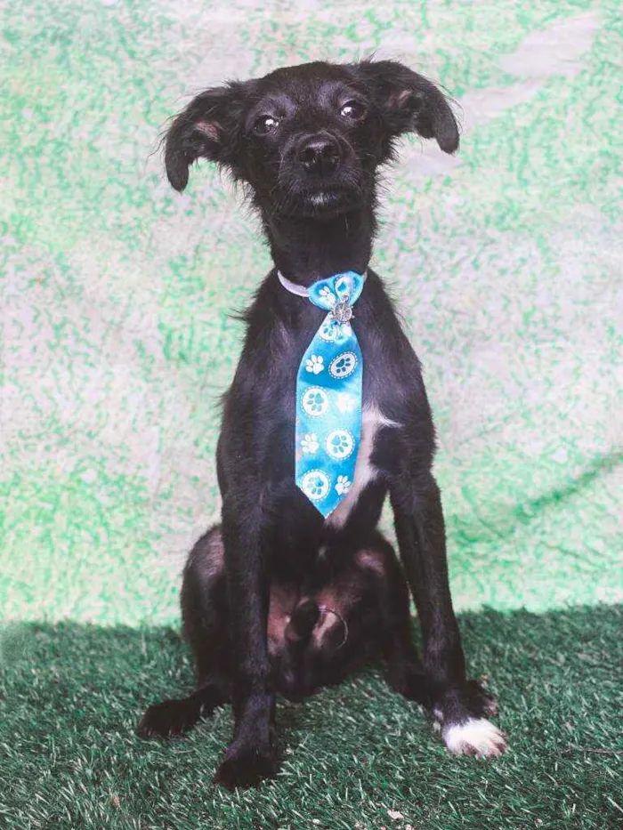 Cachorro ra a SRD idade 1 ano nome Bibito 