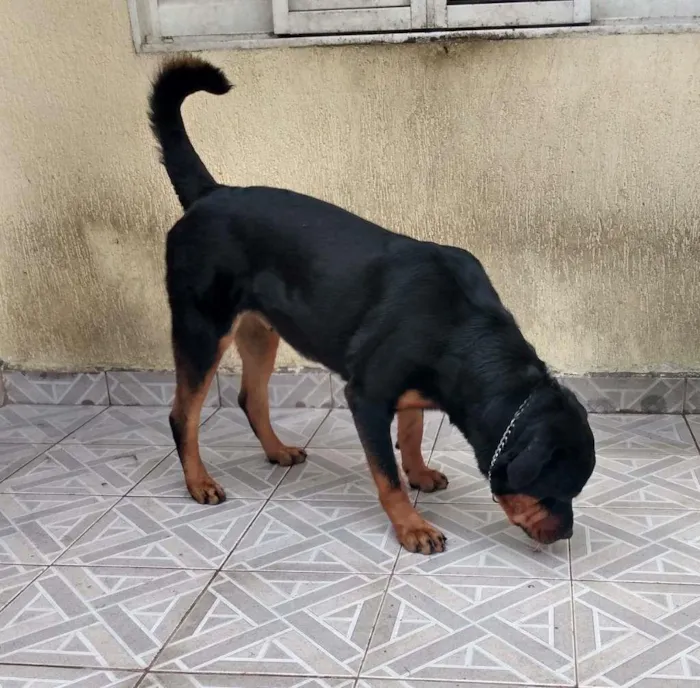 Cachorro ra a Rottweiler idade 3 anos nome Pandora