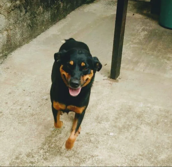 Cachorro ra a Rottweiler idade 6 ou mais anos nome Malu