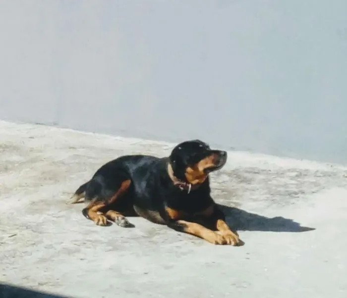 Cachorro ra a Rottweiler idade 6 ou mais anos nome Malu