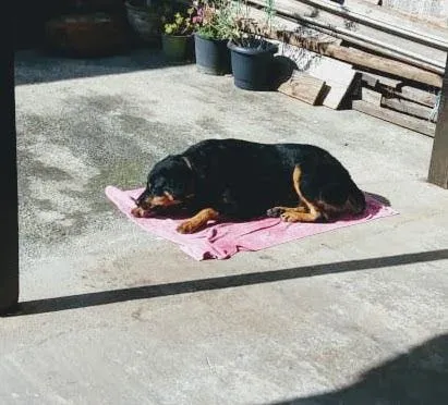 Cachorro ra a Rottweiler idade 6 ou mais anos nome Malu