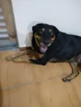 Malu