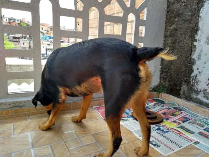 Cachorro ra a Rottweiler idade 4 anos nome Malu