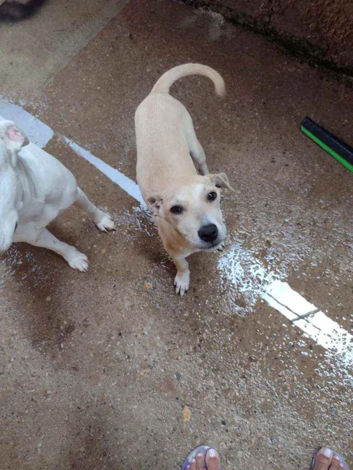 Cachorro ra a SRD idade 2 a 6 meses nome Bia