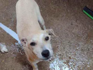 Cachorro raça SRD idade 2 a 6 meses nome Bia