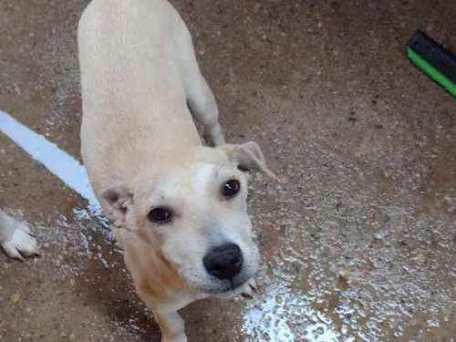 Cachorro ra a SRD idade 2 a 6 meses nome Bia