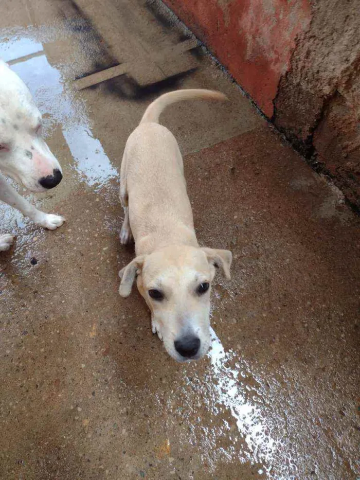 Cachorro ra a SRD idade 2 a 6 meses nome Bia