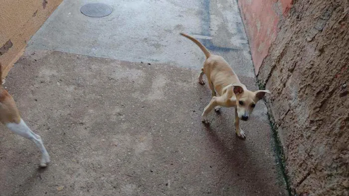 Cachorro ra a SRD idade 2 a 6 meses nome Bia
