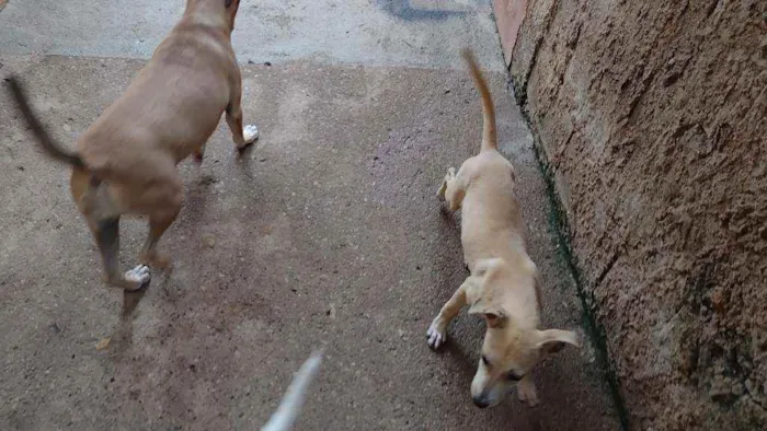 Cachorro ra a SRD idade 2 a 6 meses nome Bia